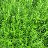 Hectarul - Seminte de Rozmarin, 0.08 grame